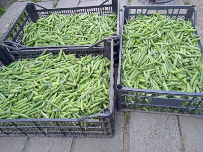 Grijanje plastenika lampionima