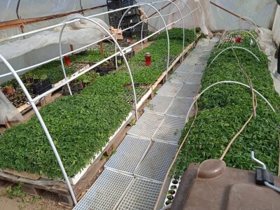 Grijanje plastenika lampionima