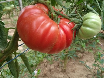 Grijanje plastenika lampionima