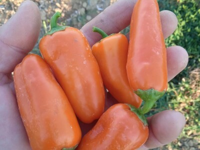 Grijanje plastenika lampionima