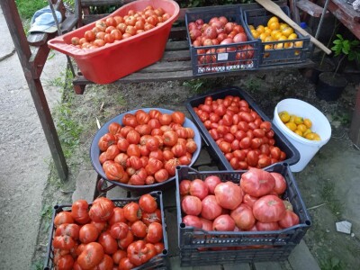 Grijanje plastenika lampionima