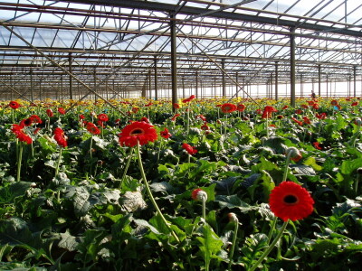 Grijanje zaštićenih prostora za potrebe proizvodnje povrća i cvijeća