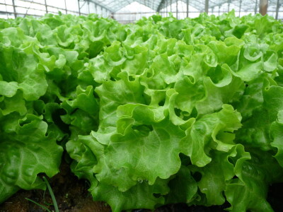 Grijanje zaštićenih prostora za potrebe proizvodnje povrća i cvijeća