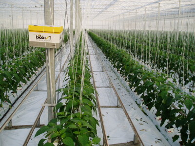 Grijanje zaštićenih prostora za potrebe proizvodnje povrća i cvijeća