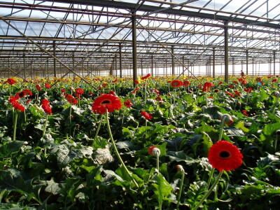 Grijanje zaštićenih prostora za potrebe proizvodnje povrća i cvijeća
