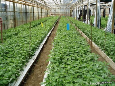 Grijanje zaštićenih prostora za potrebe proizvodnje povrća i cvijeća