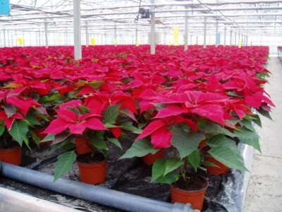 Grijanje zaštićenih prostora za potrebe proizvodnje povrća i cvijeća