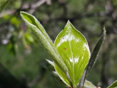 Grinje
