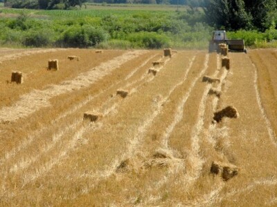 Slama za pelete - snimila Maja Đurić