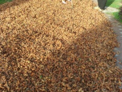 Mogu se peletirati i ljuske oraha i lješnjaka