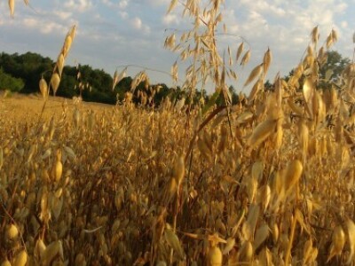 može se peletirati i slama od zobi