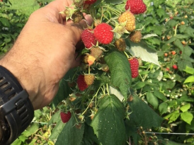 Biljke ove godine nisu napadale bolesti