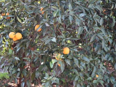 Growtech turski sajam poljoprivrede