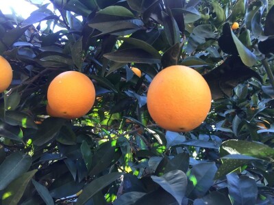 Growtech turski sajam poljoprivrede