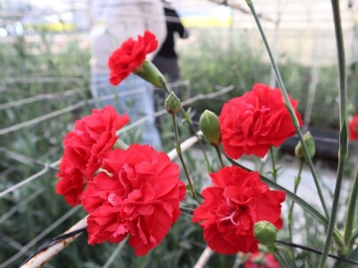 Growtech turski sajam poljoprivrede