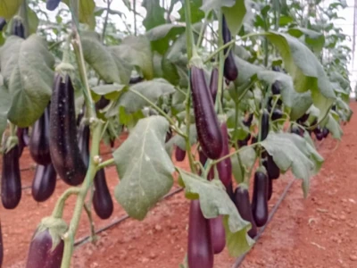 Growtech turski sajam poljoprivrede
