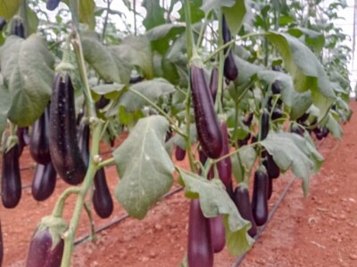 Growtech turski sajam poljoprivrede