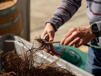 Grožđe beremo ručno i to su nam najljepši dani u godini