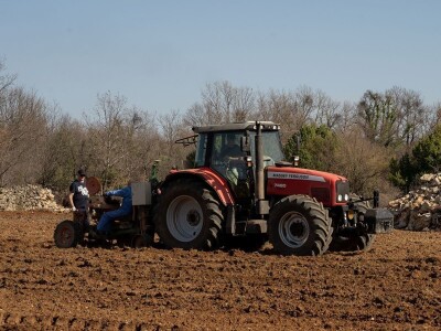 Grožđe beremo ručno i to su nam najljepši dani u godini