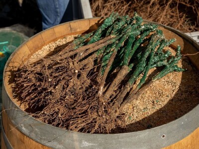 Grožđe beremo ručno i to su nam najljepši dani u godini