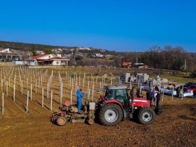 Grožđe beremo ručno i to su nam najljepši dani u godini