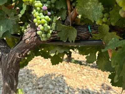 TOPLINSKI VAL - Kako je  Colićev sustav spasio vinograd Bože Bačića