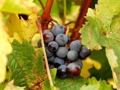 Grožđe kakvo se očekuje na plantaži PZ Vrbničko selo u Biskupiji kod Knina