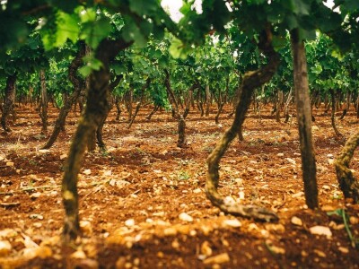 Vinogradi u središnjoj Istri - okolica Grožnjana