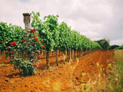 Ruže u vinogradu
