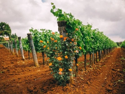 Uredan vinograd