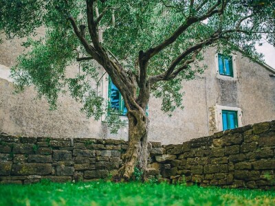 I maslina je pozirala