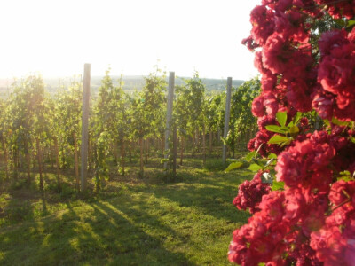 Osim na vinovu lozu s puno se ljubavi njeguje i cvijeće