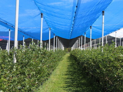 Gruža Agrar projektiranje i podizanje voćnjaka