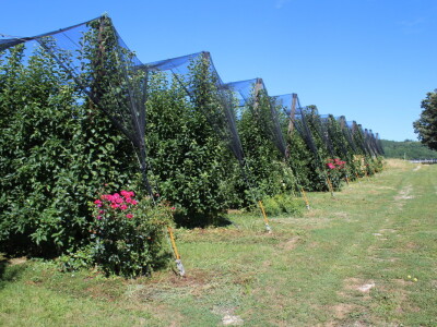 Gruža Agrar projektiranje i podizanje voćnjaka