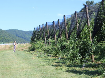 Gruža Agrar projektiranje i podizanje voćnjaka