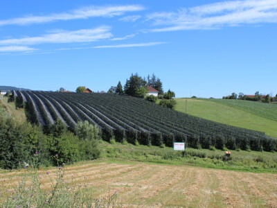 Gruža Agrar projektiranje i podizanje voćnjaka