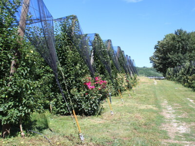 Gruža Agrar projektiranje i podizanje voćnjaka