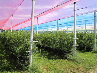 Gruža Agrar projektiranje i podizanje voćnjaka