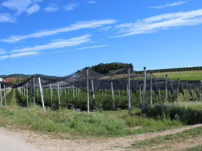 Gruža Agrar projektiranje i podizanje voćnjaka