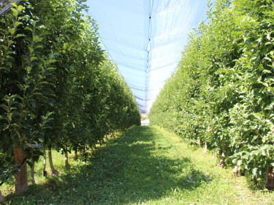 Gruža Agrar projektiranje i podizanje voćnjaka
