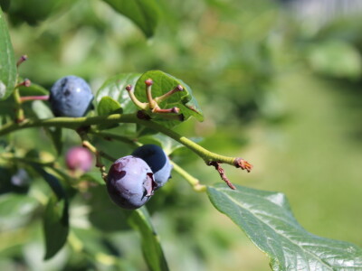 Gruža agrar, voćnjaci i hladnjača