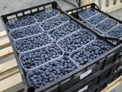 Gruža agrar, voćnjaci i hladnjača