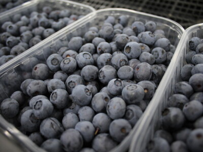 Gruža agrar, voćnjaci i hladnjača