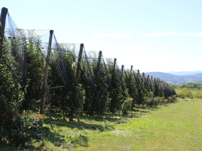 Gruža agrar, voćnjaci i hladnjača