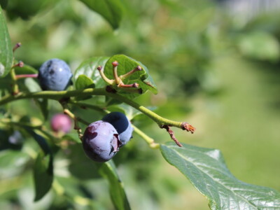 Gruža agrar, voćnjaci i hladnjača