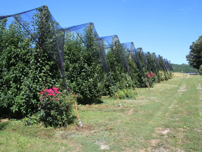 Gruža agrar, voćnjaci i hladnjača