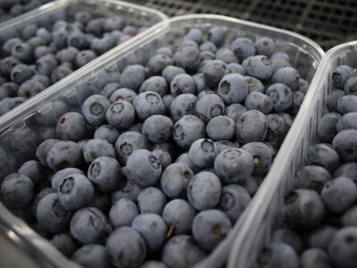 Gruža agrar, voćnjaci i hladnjača