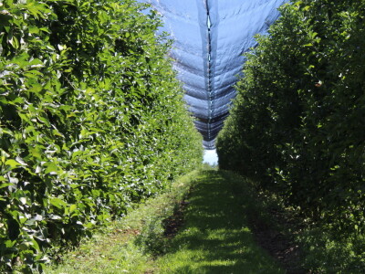 Gruža agrar, voćnjaci i hladnjača