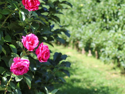 Gruža agrar, voćnjaci i hladnjača