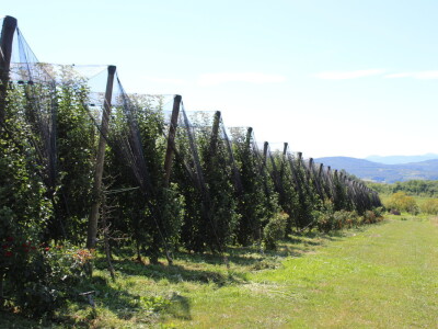 Gruža agrar, voćnjaci i hladnjača